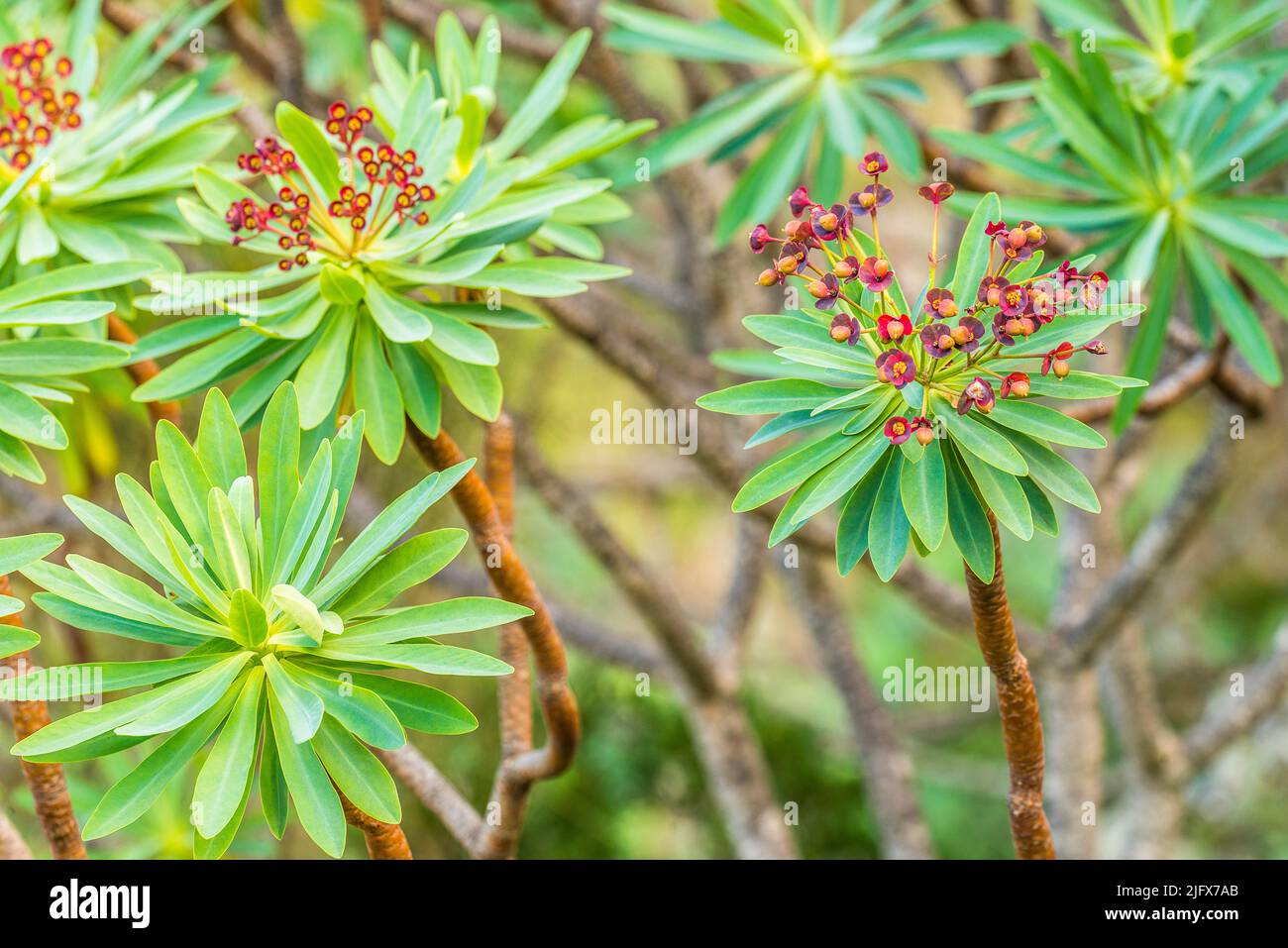 Euphorbia atropurpurea, Tabaiba majorera genannt, ist ein Strauch der