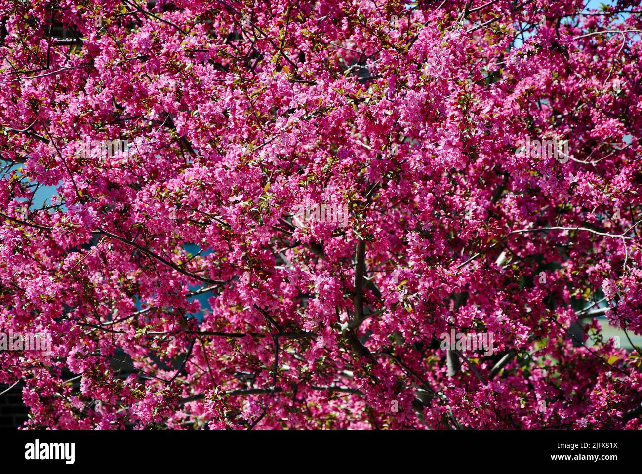 Baum in lila-rosa Blüte im Nordosten von Ohio im Mai 2022 Stockfoto