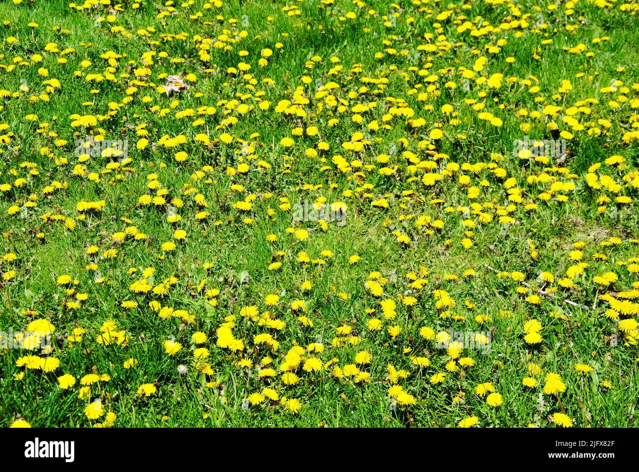 Dandelionenfeld im Nordosten von Ohio im Mai 2022 Stockfoto