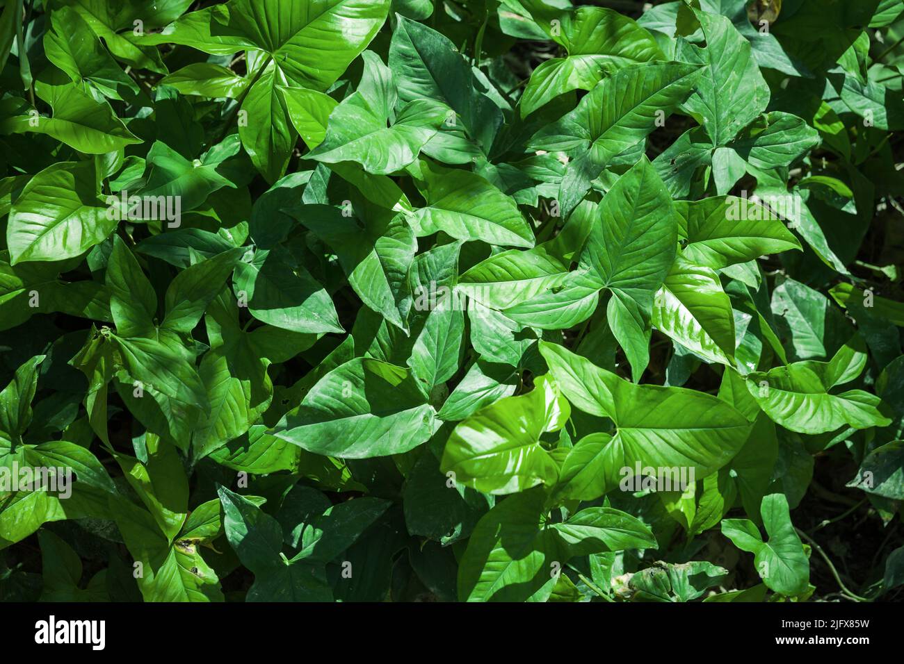 Grüne tropische Blätter im Sonnenlicht. Syngonium podophyllum. Natürliches Hintergrundfoto Stockfoto