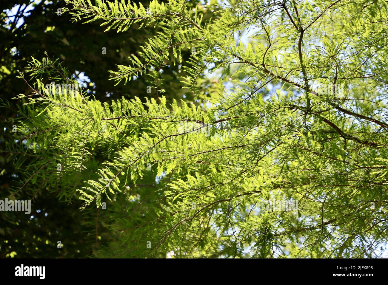 Hellgrüne Blätter auf dem Baum in Lakewood, Ohio, im Mai 2022 Stockfoto