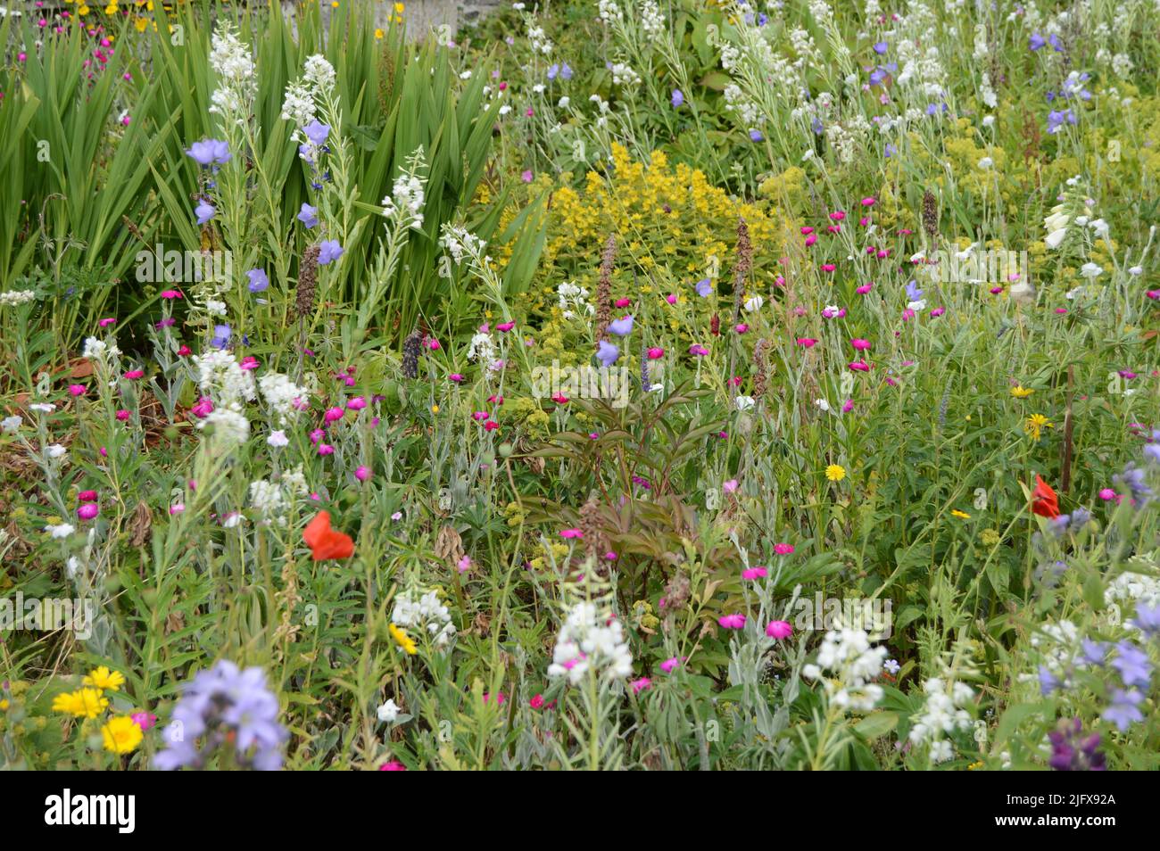 Prächtige Blumenränder mit vielen einheimischen Wildblumen im 16. Century Earlshall Castle, Leuchars, Fife, Schottland, Juli 2022, Offene Gärten Stockfoto