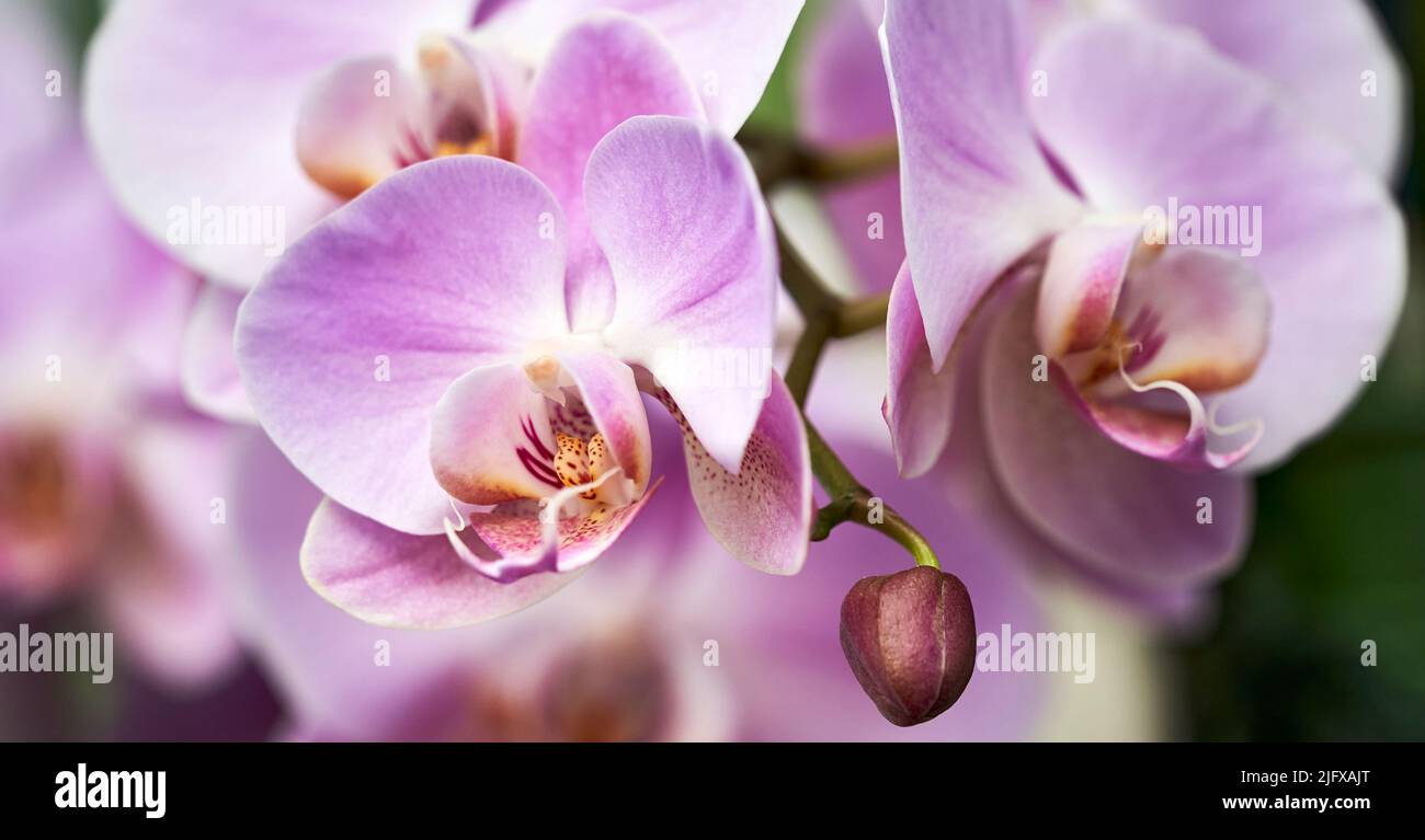 Bunte und exsotische Orchideenblüten in voller Blüte. Stockfoto