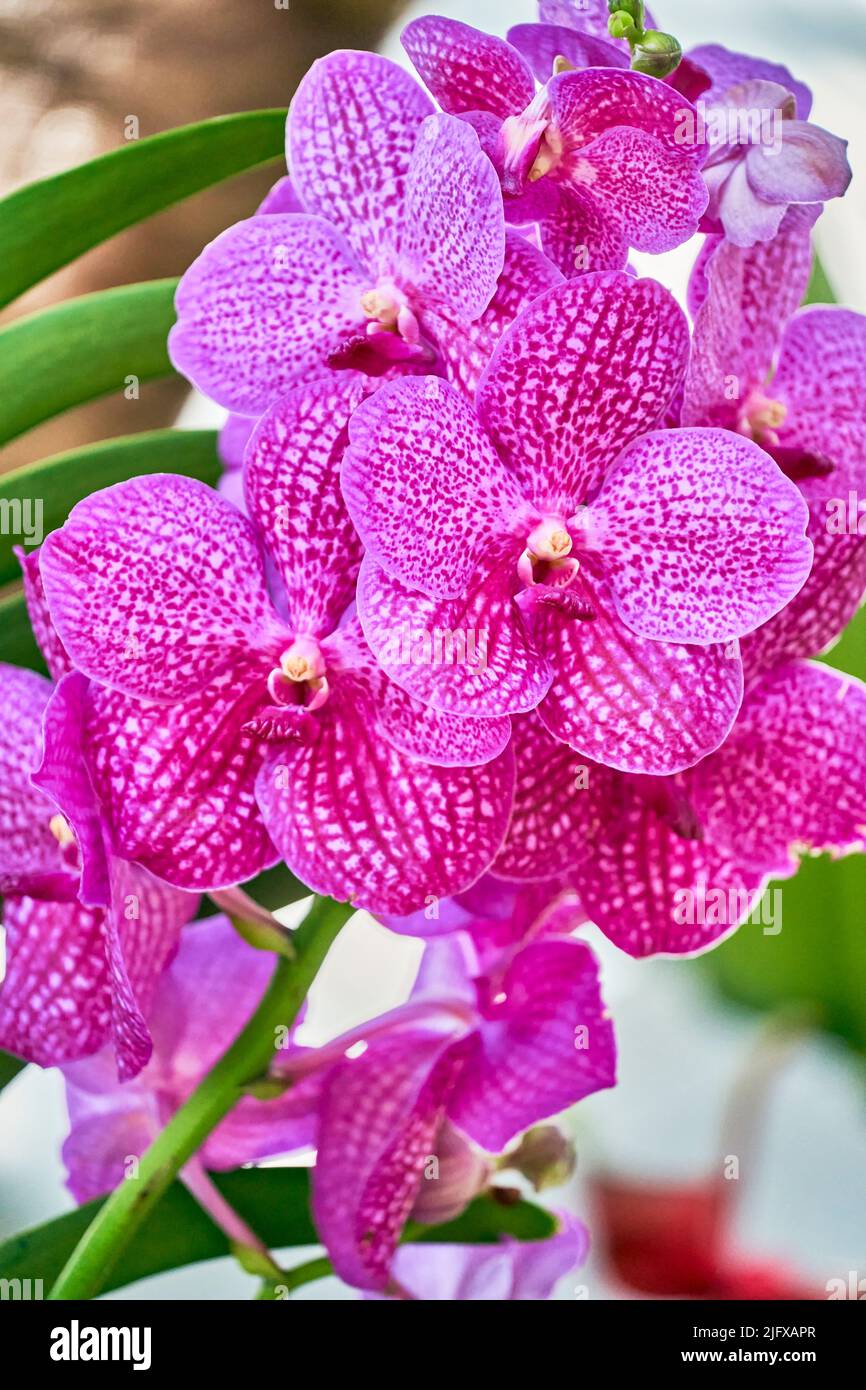 Bunte und exsotische Orchideenblüten in voller Blüte. Stockfoto