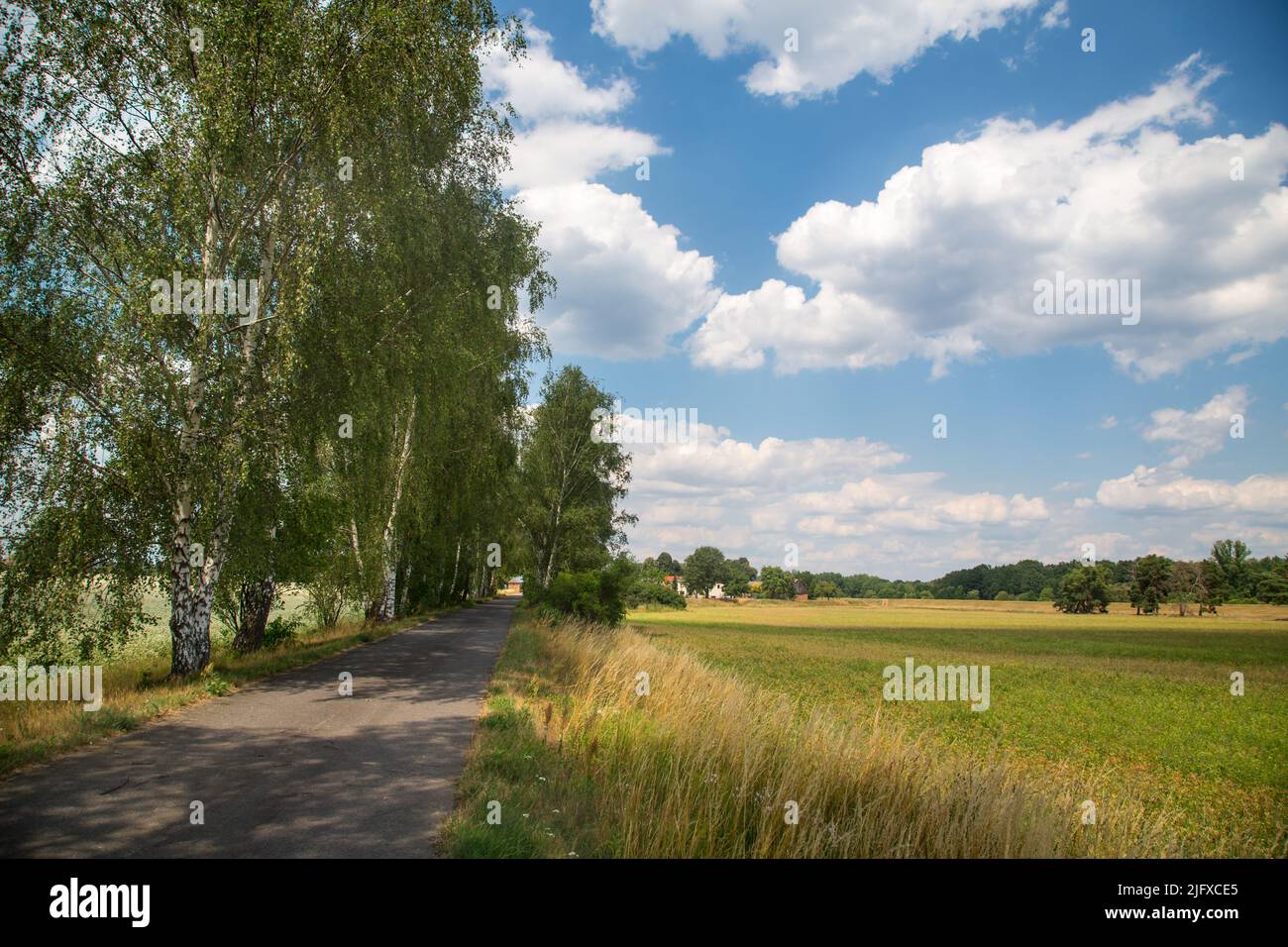 Birkenallee, oder-Neisse-Radweg, Lausitz, Deutschland Stockfoto