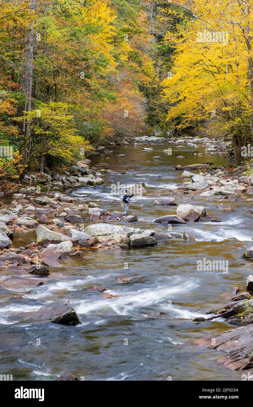 66745-05417 der Little River im Herbst und Fischer Great Smoky Mountains National Park TN Stockfoto