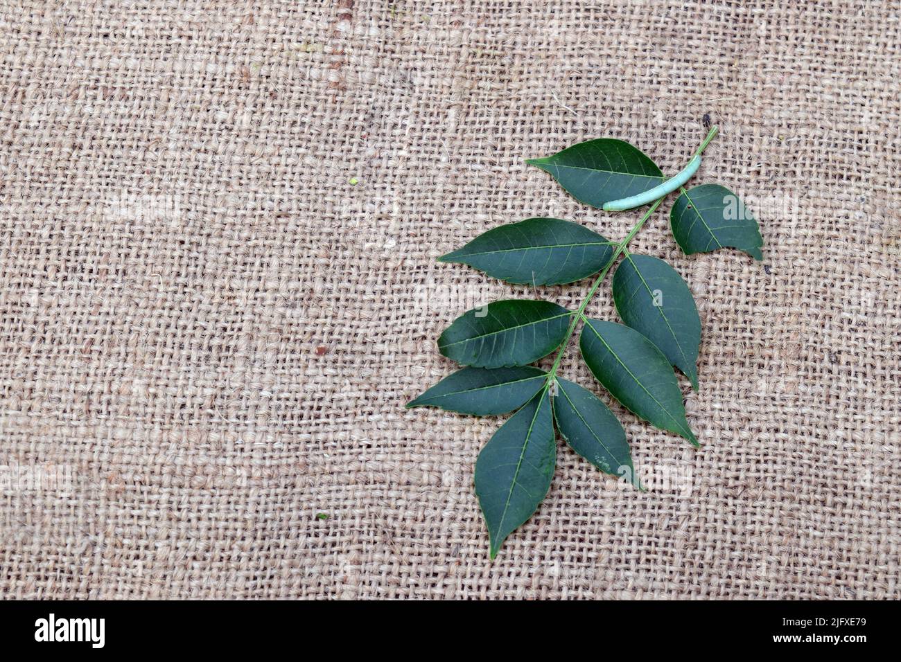 Neem Blätter mit kleinem Insekt auf Jute Stoff Hintergrund. Neem hinterlässt ayurvedische Heilkräuter für eine gesunde und Schönheitsbehandlung. Stockfoto