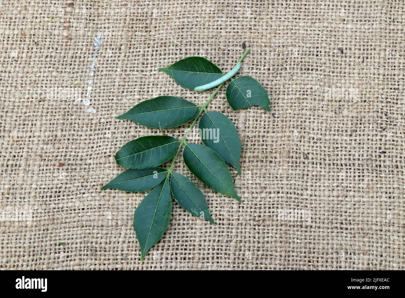 Neem Blätter mit kleinem Insekt auf Jute Stoff Hintergrund. Neem hinterlässt ayurvedische Heilkräuter für eine gesunde und Schönheitsbehandlung. Stockfoto