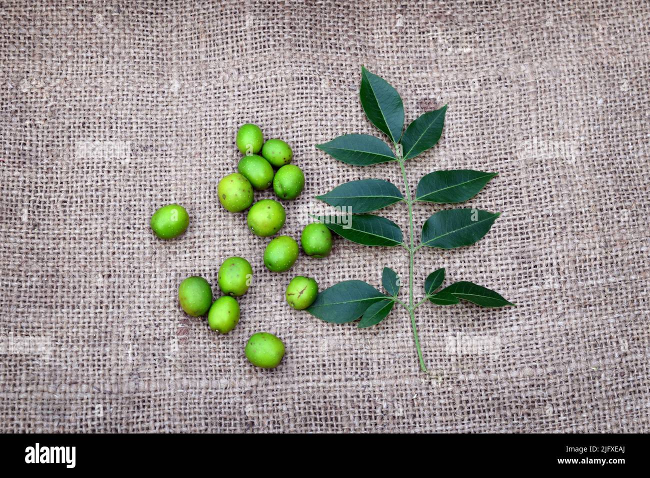 Neem Früchte und Blätter auf Jute Stoff Hintergrund. Medizinisches Neem für ayurvedische, homöopathische Schönheitsbehandlungen. Gesundes Neem verlässt die menschliche Energie. Stockfoto