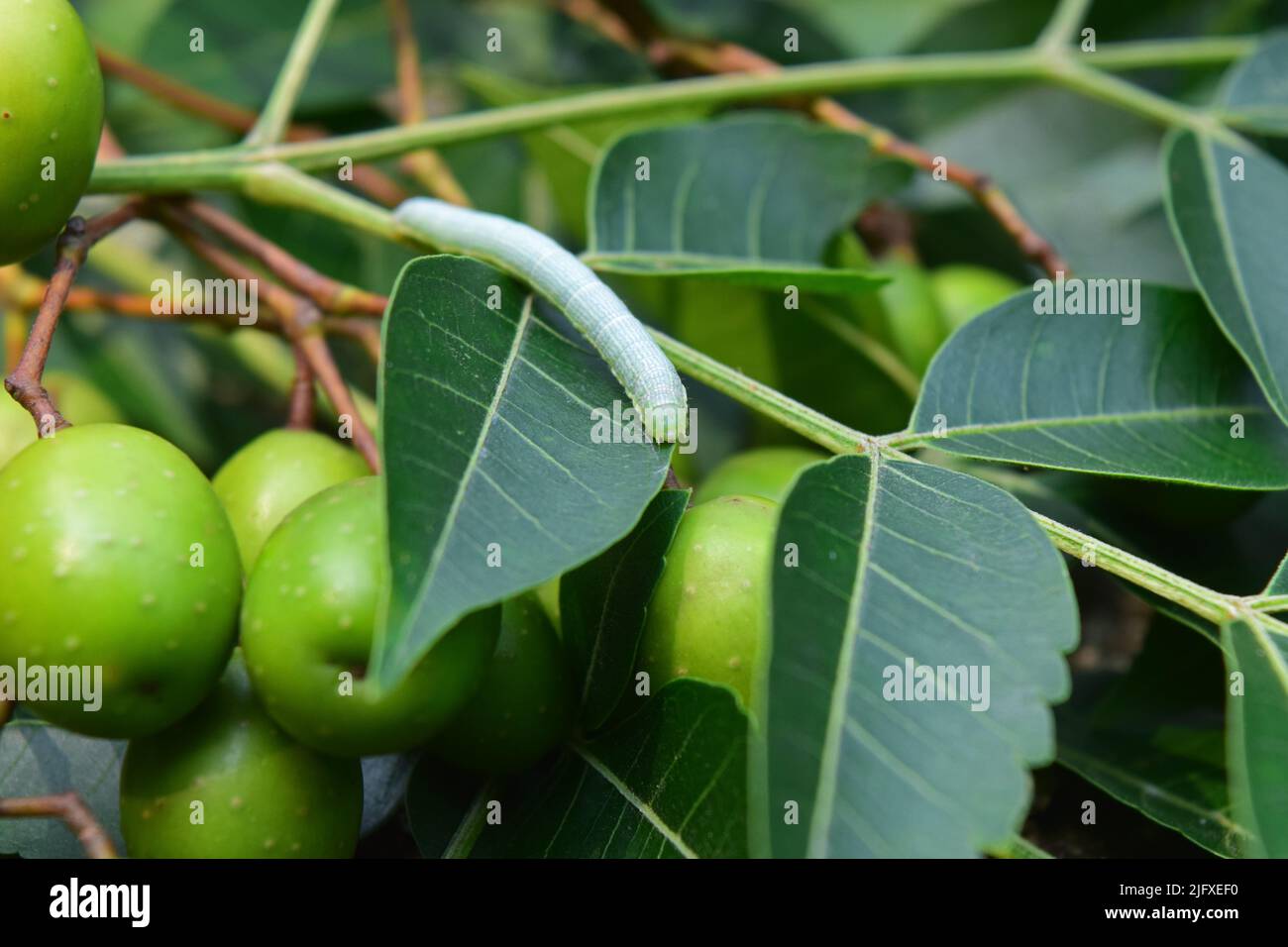 Insekt auf Neem-Blättern. Neemblatt mit Früchten für ayurveda-Heilkräuter. Wildtiere mit Neem-Baum in der Natur Stockfoto