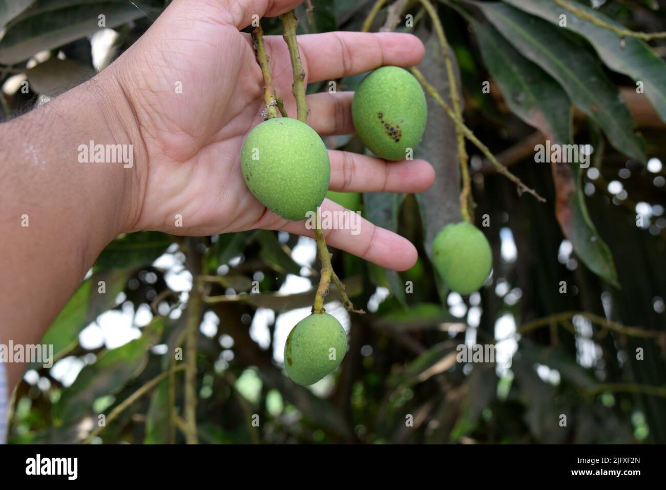 Kleine Mangos auf der Hand des Forschers. Mangos im Baum. Grüne, rohe Mango Stockfoto