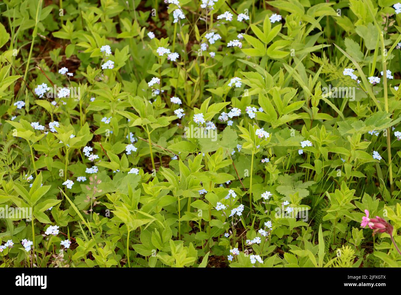 Wilde Blumen in Uukuniemi in Ostfinnland Stockfoto