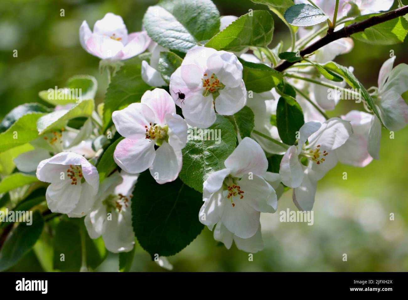 Apfelblüte in Uukuniemi in Ostfinnland im Juni 2022 Stockfoto