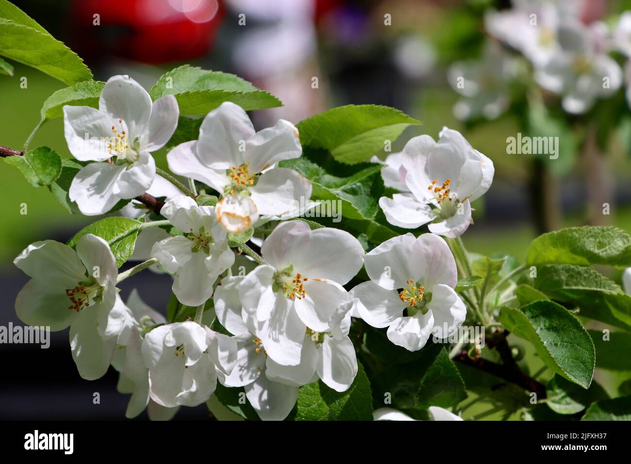Apfelblüte in Uukuniemi in Ostfinnland im Juni 2022 Stockfoto