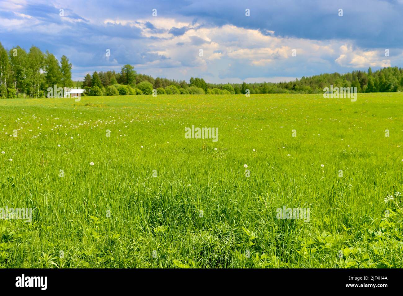 Wiese mit Wildblumen in Uukuniemi, Ostfinnland Stockfoto