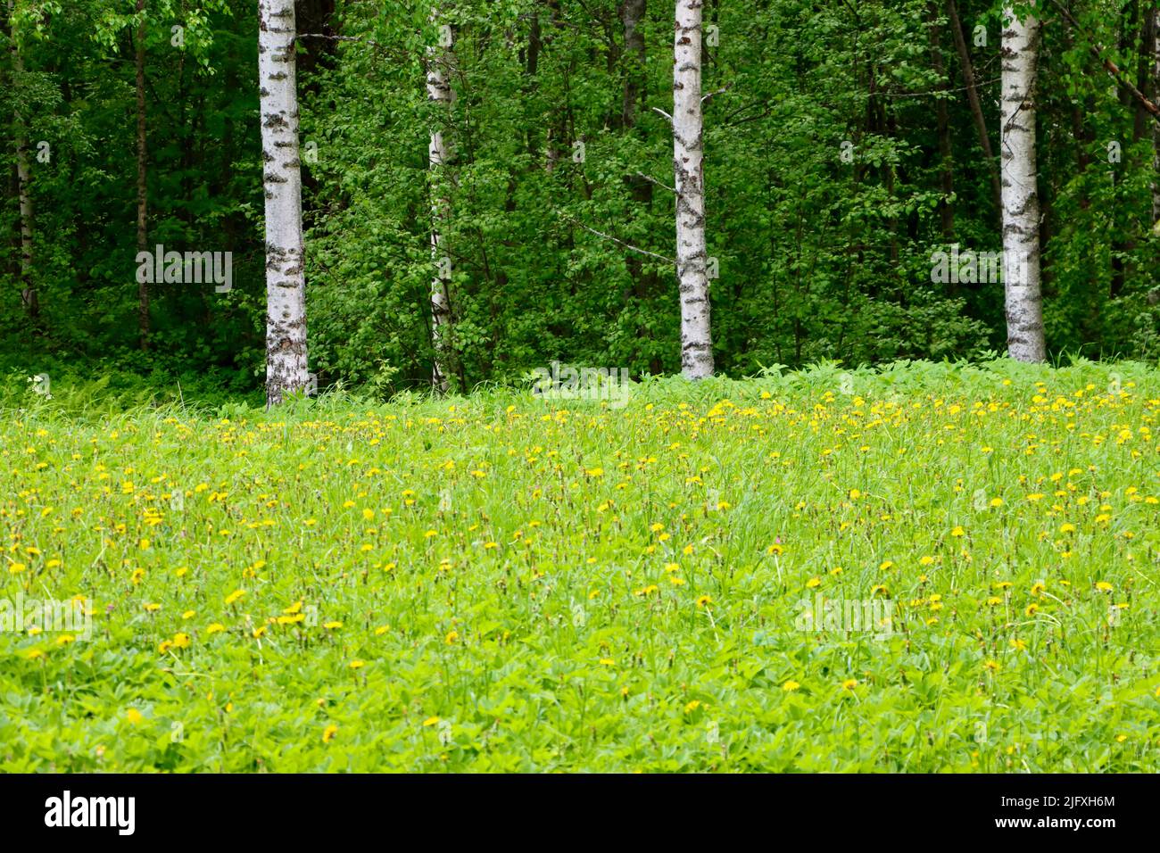Wiese mit Wildblumen in Uukuniemi, Ostfinnland Stockfoto
