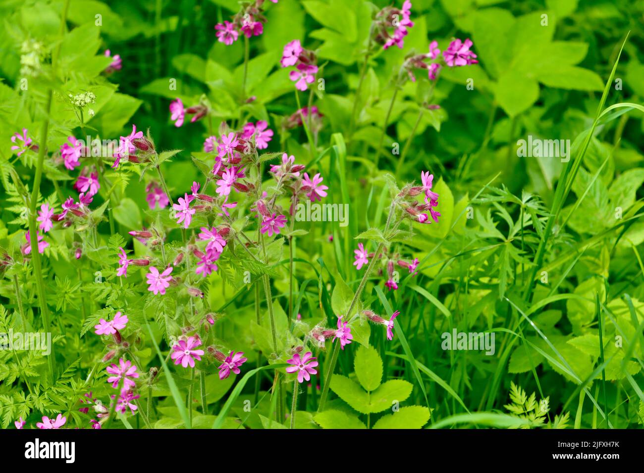 Wilde Blumen in Uukuniemi in Ostfinnland Stockfoto