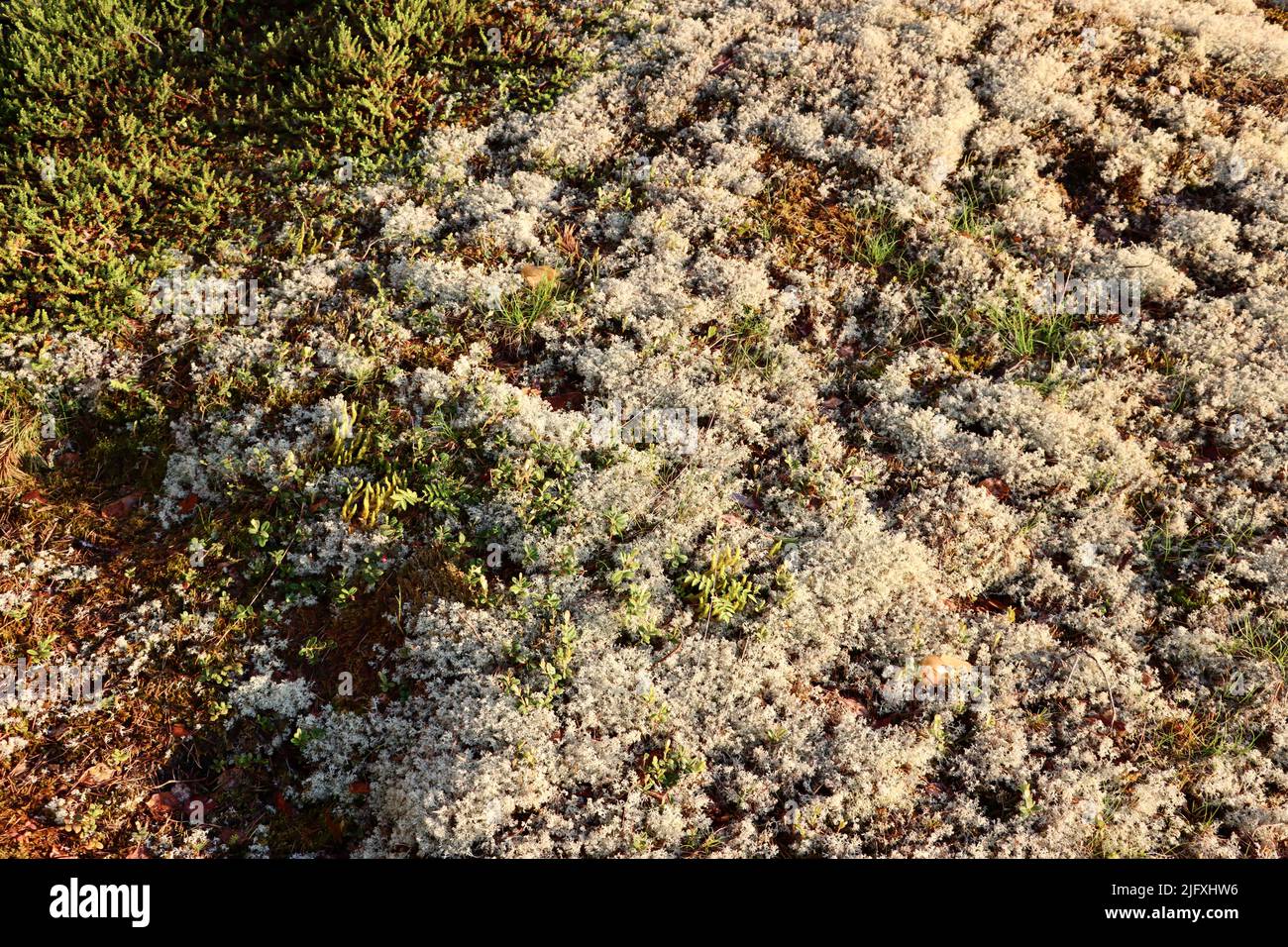 Moosbedecktes Gestein in Uukuniemi in Ostfinnland im Juni 2022 Stockfoto