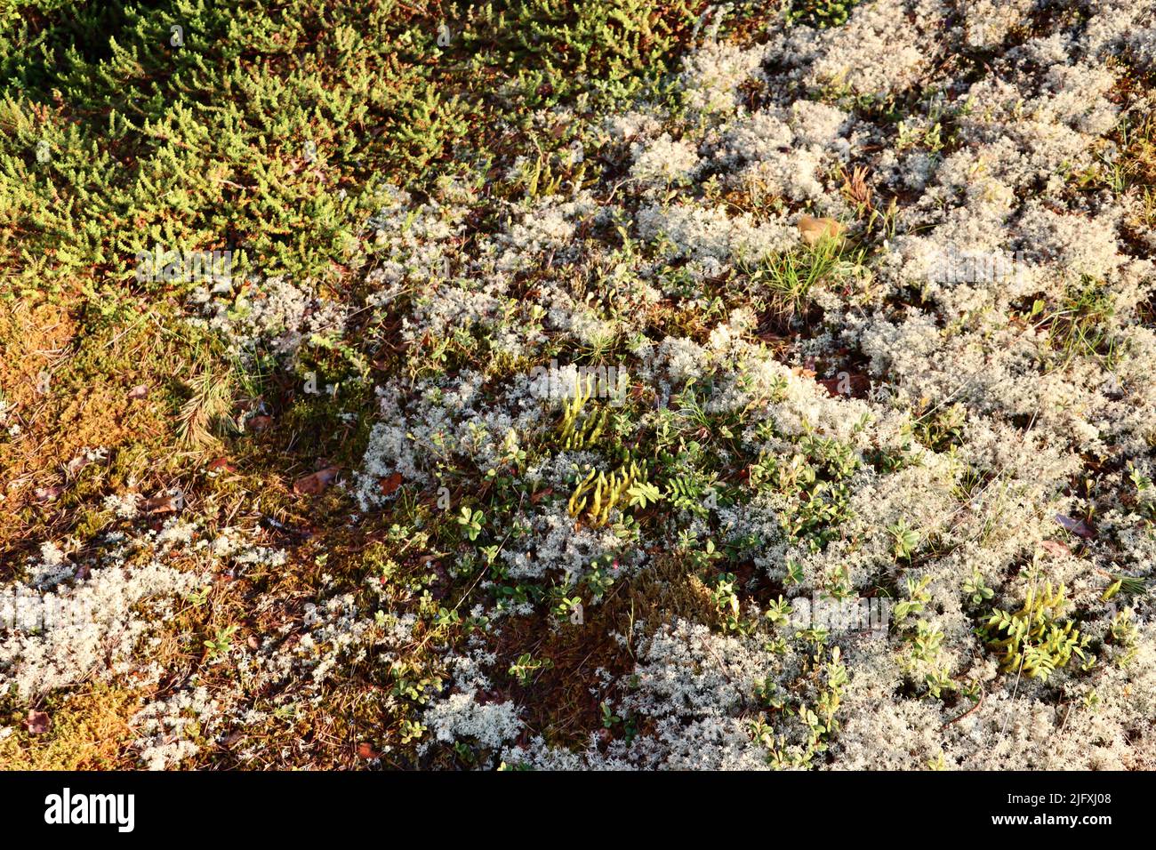 Moosbedecktes Gestein in Uukuniemi in Ostfinnland im Juni 2022 Stockfoto