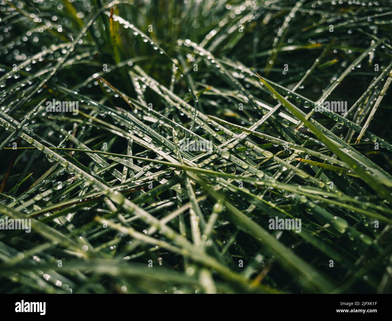 Langes grünes Gras mit Morgentau Stockfoto