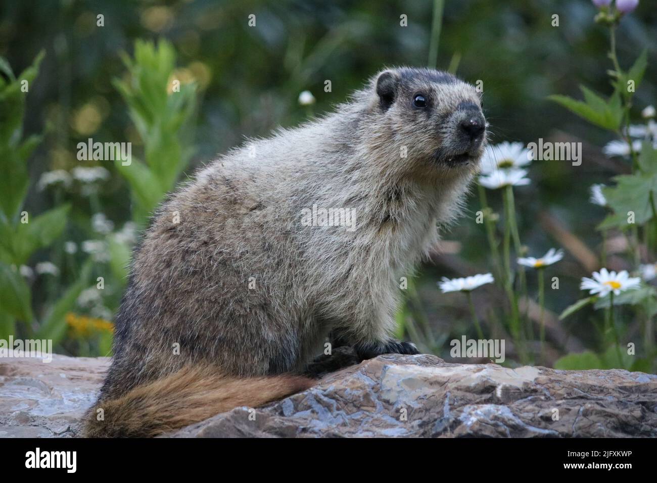 Was haben Sie gegessen -hoary Murmeltier (Rodentia Sciuridae Marmota caligata)? Waschen Sie Ihr Gesicht, bevor Sie auf einer Felswand mit Gänseblümchen posieren! Stockfoto
