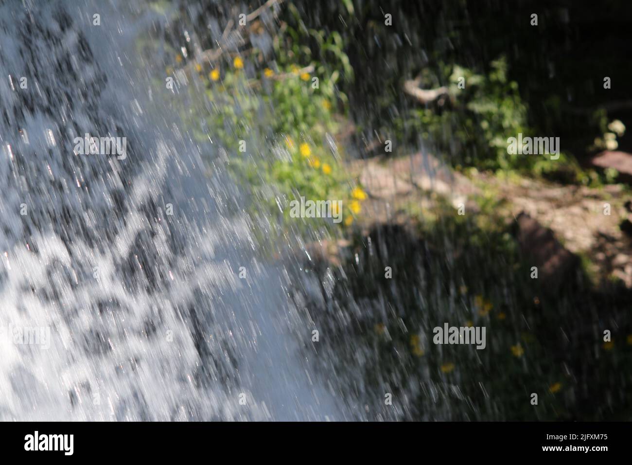 Atemberaubende Nahaufnahme der gelben Blumen durch Kaskaden, Blätter von unberührtem Wasser, das über die Klippen fließt, Baring Falls, Glacier National Park, MT, USA Stockfoto