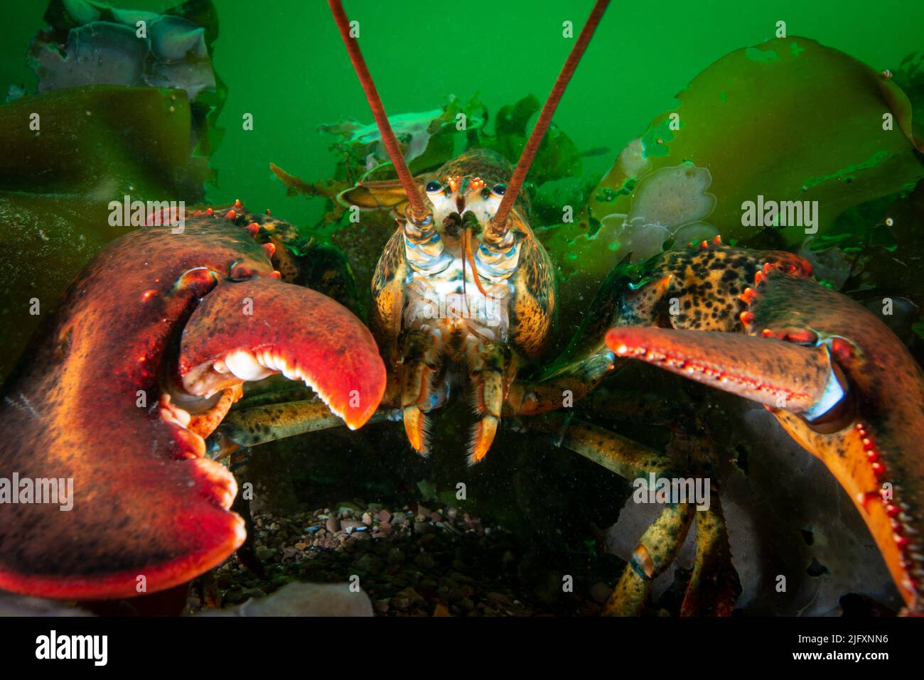 Amerikanischer Hummer unter Wasser auf einem felsigen Grund des Golfs von St. Lawrence auf Nahrungssuche. Stockfoto
