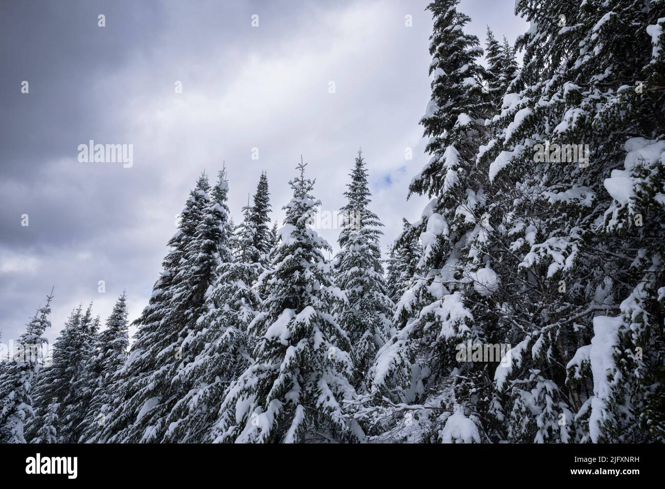 Winterszene mit wunderschönem Wald und Wolkenhimmel in einem Nationalpark in Kanada. Stockfoto