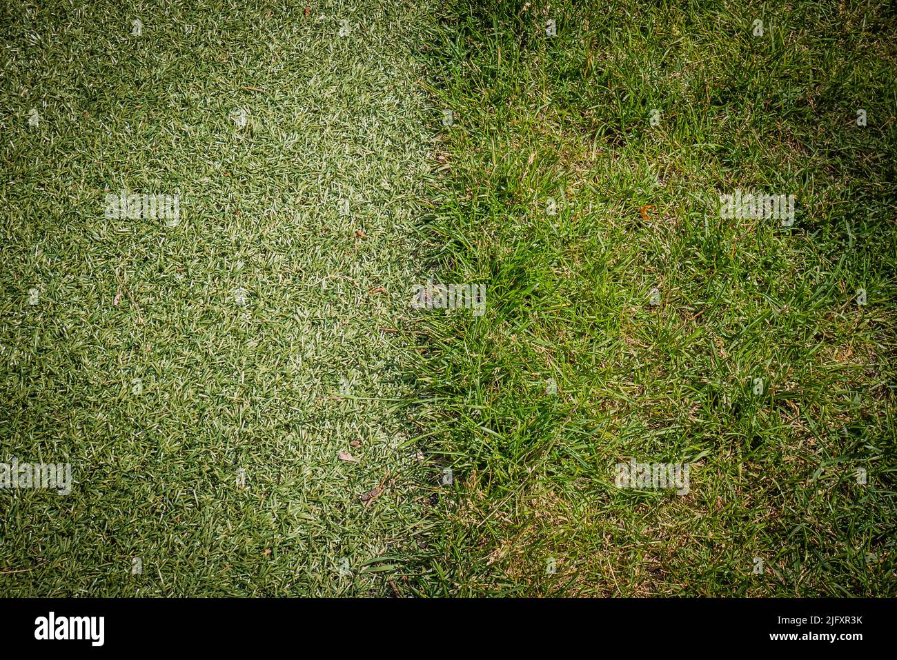 Fake Gras auf der linken Seite und echtes Gras auf der rechten Seite Stockfoto