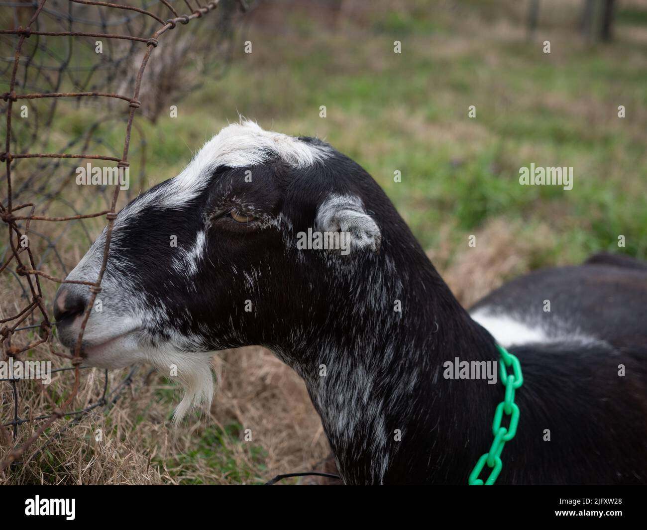 Schwarz-Weiß-Nubische Ziege trägt einen grünen Kragen auf der Suche nach Futter. Nahaufnahme im Profil. Stockfoto