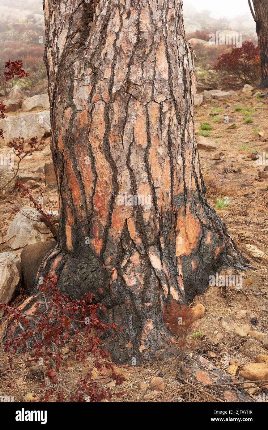 Nahaufnahme eines verbrannten Baumstumpens auf einem Berg. Zoomen Sie auf verbrannte Strukturen und Muster eines Stumpfes nach einem Waldbrand. Details der Effekte Stockfoto