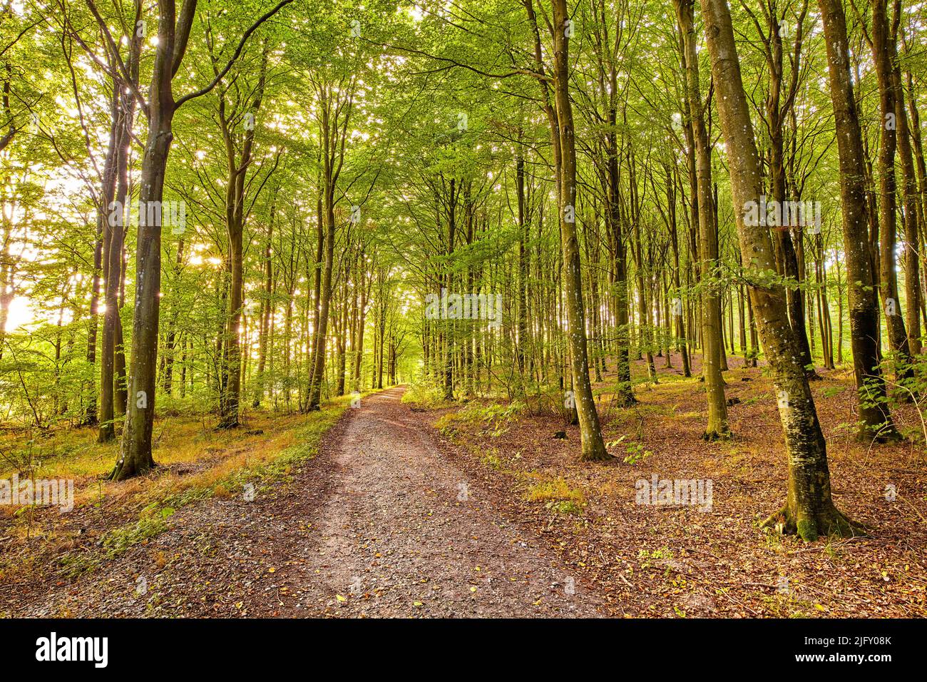 Malerische Aussicht auf Buchenwälder, ein Wander- oder Trekkingpfad, der in die Natur der Mutter führt. Rückzug in üppige Wälder und Wälder. Gelassen Stockfoto