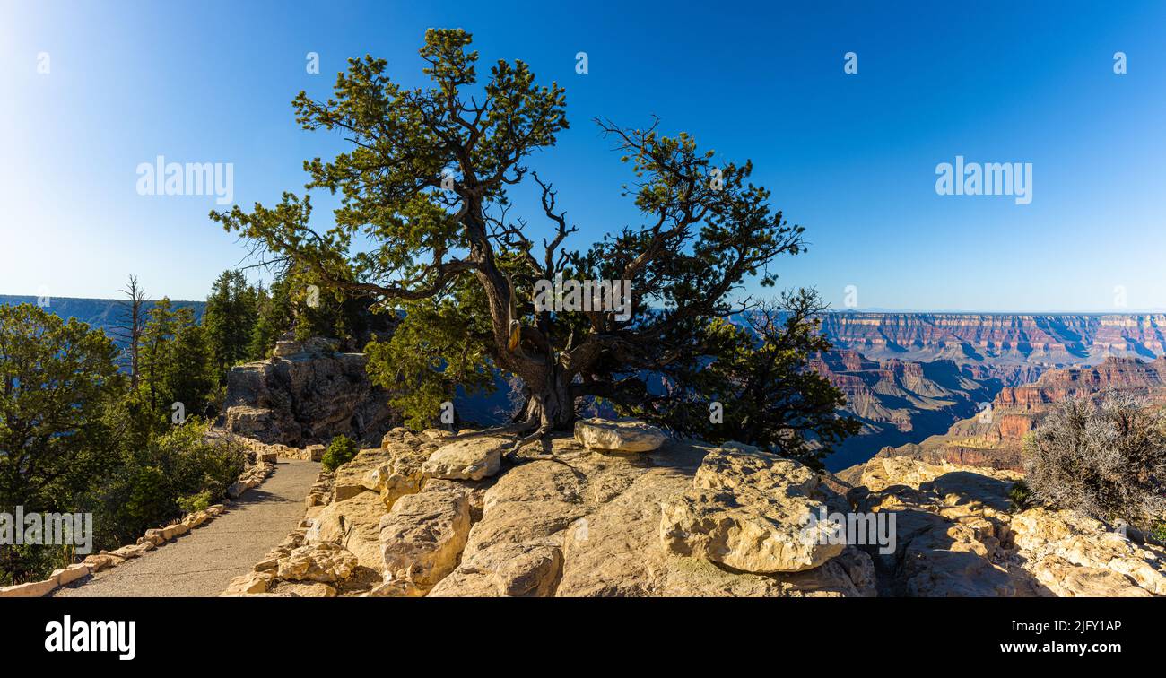 Windblown Pinyon Pine Tree am Bright Angel Point, Grand Canyon National Park, Arizona, USA Stockfoto