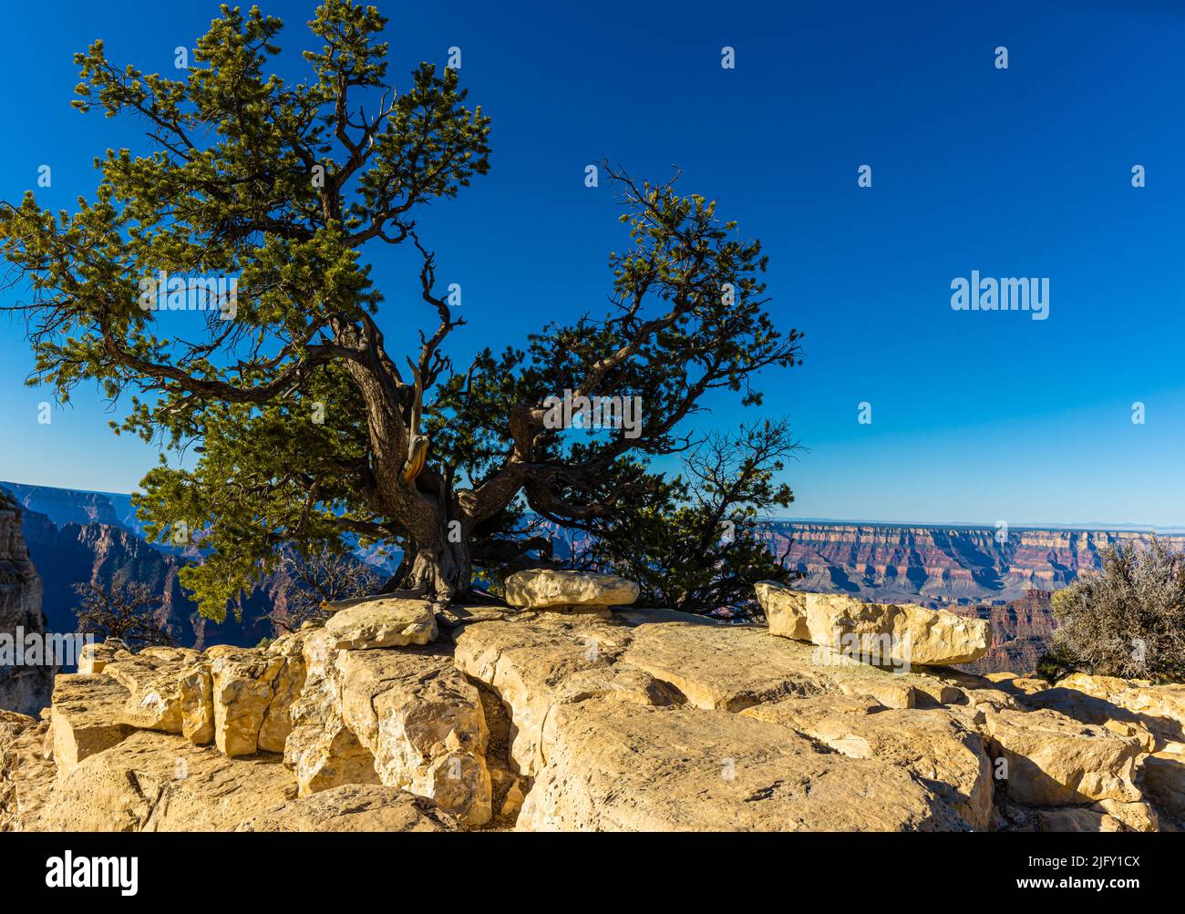 Windblown Pinyon Pine Tree am Bright Angel Point, Grand Canyon National Park, Arizona, USA Stockfoto