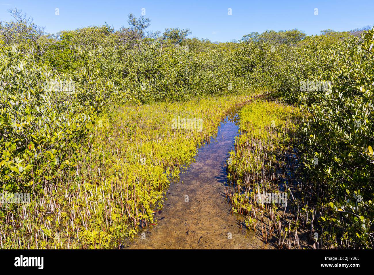 Flooded Trail durch den Mangrovenwald im Leffis Key Preserve, Bradenton Beach, Florida, USA Stockfoto