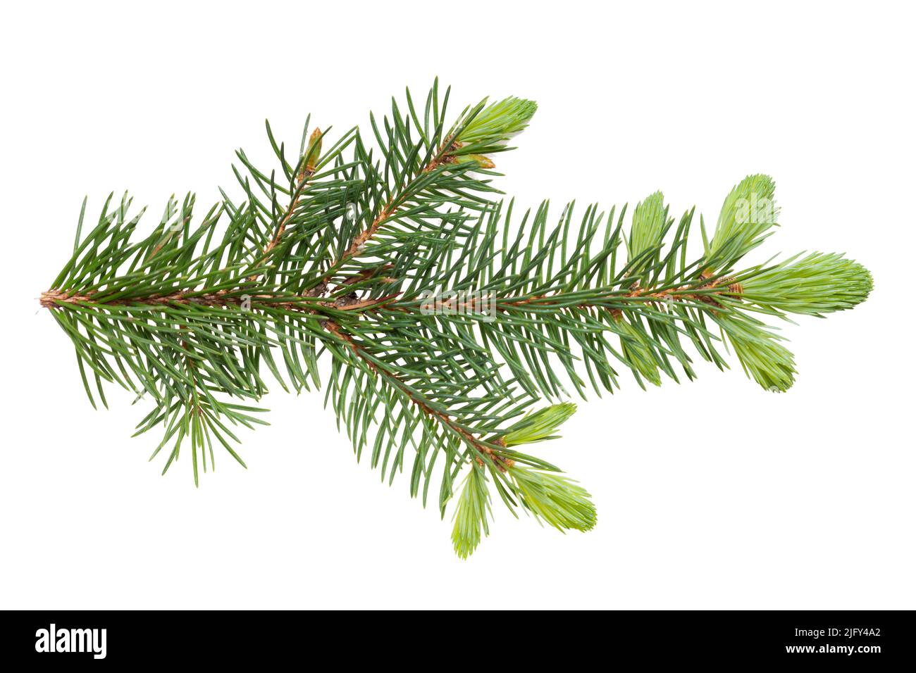 Europäischer Fichtenzweig (Picea abies) mit jungen Federnadeln isoliert auf weißem Hintergrund, keine Schatten, Schnittpfad. Wald und Bäume Thema. Stockfoto