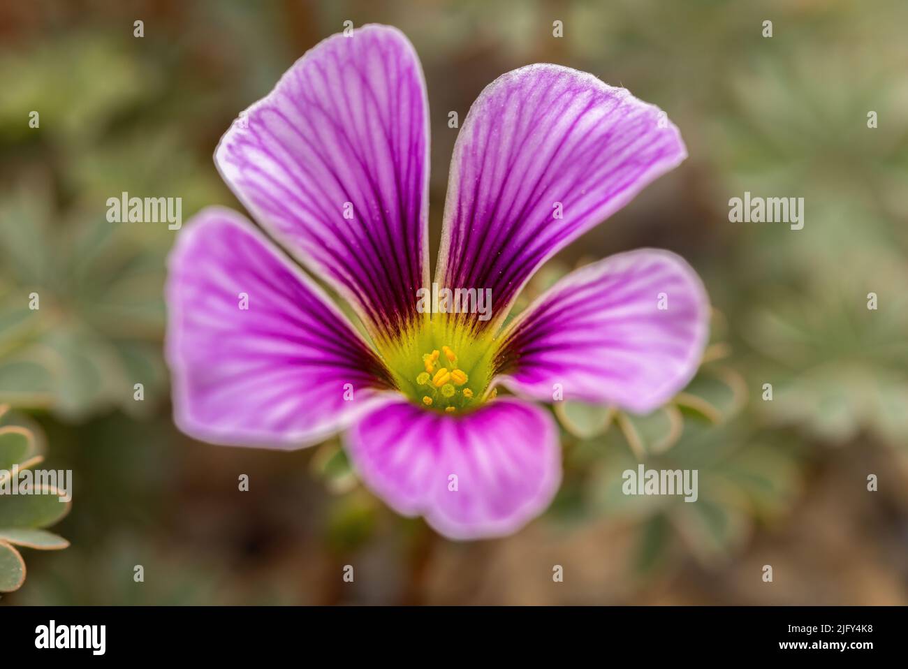 Oxalis enneaphylla, dunkelrosa Aderblüten im RHS Garden Harlow Carr, Harrogate, Yorkshire, Großbritannien Stockfoto