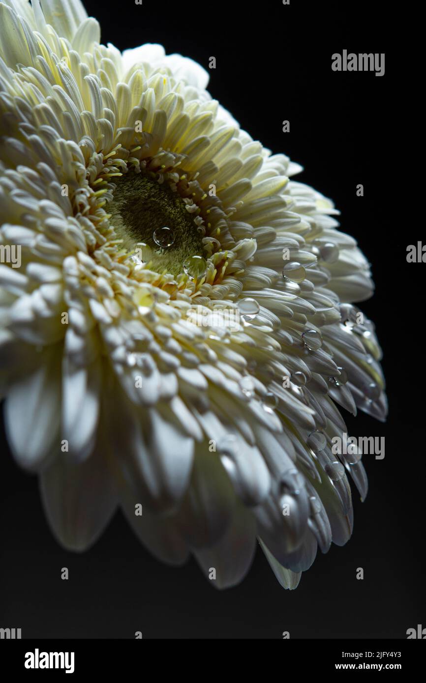 Blume, Leben, Blüte, Gesundheit, Pflanze, Erde, Leben auf der Erde, Paare, Ziel, Glanz, Wachstum, Farbe, bunt, hell, Kraft, Inspiration, Arbeit. Stockfoto