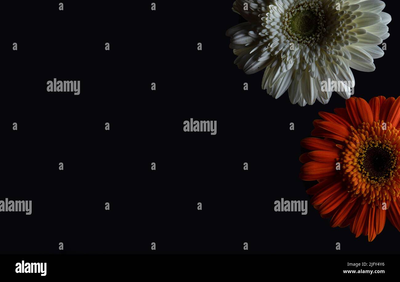 Blume, Leben, Blüte, Gesundheit, Pflanze, Erde, Leben auf der Erde, Paare, Ziel, Glanz, Wachstum, Farbe, bunt, hell, Kraft, Inspiration, Arbeit. Stockfoto