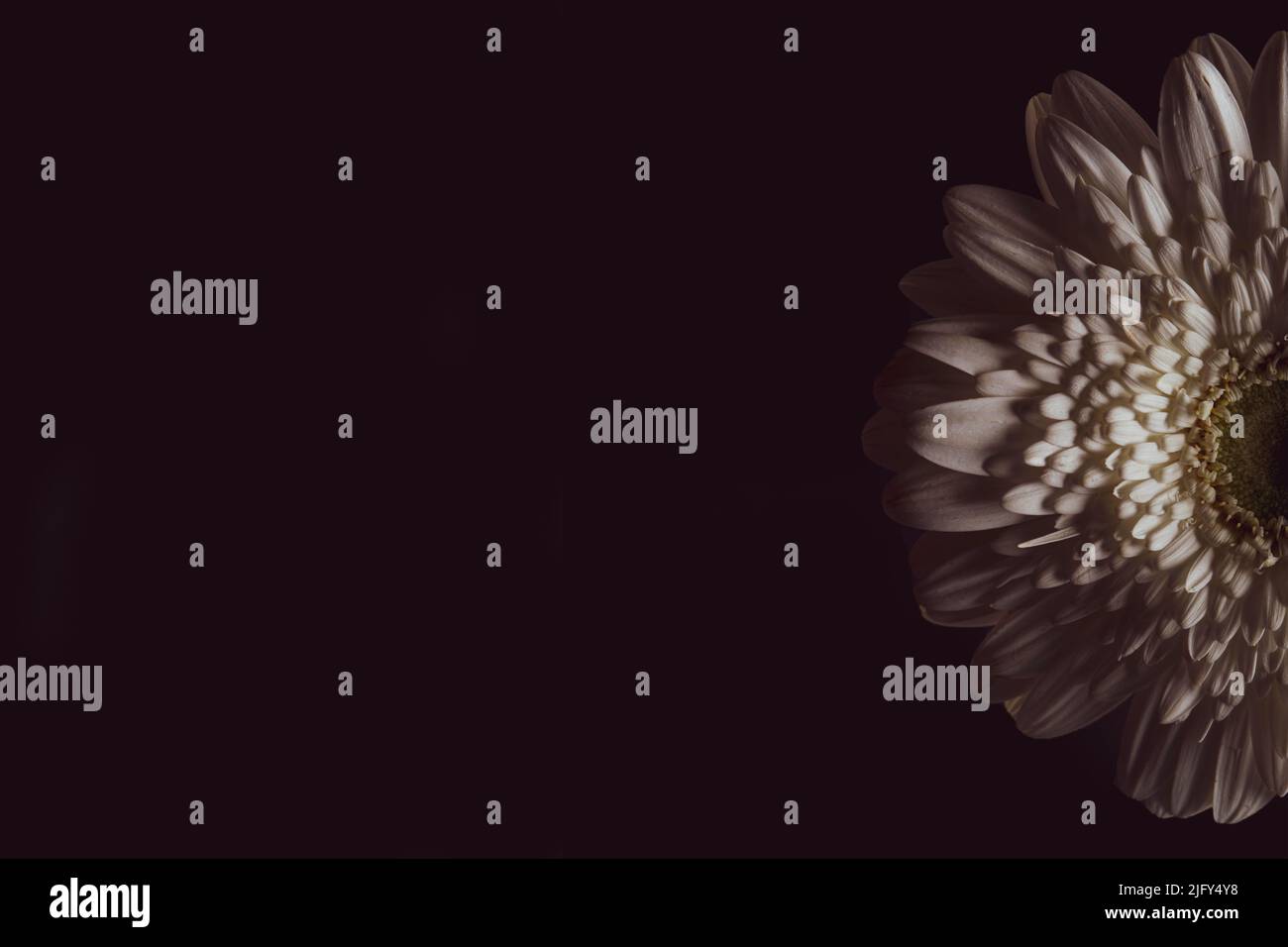 Blume, Leben, Blüte, Gesundheit, Pflanze, Erde, Leben auf der Erde, Paare, Ziel, Glanz, Wachstum, Farbe, bunt, hell, Kraft, Inspiration, Arbeit. Stockfoto