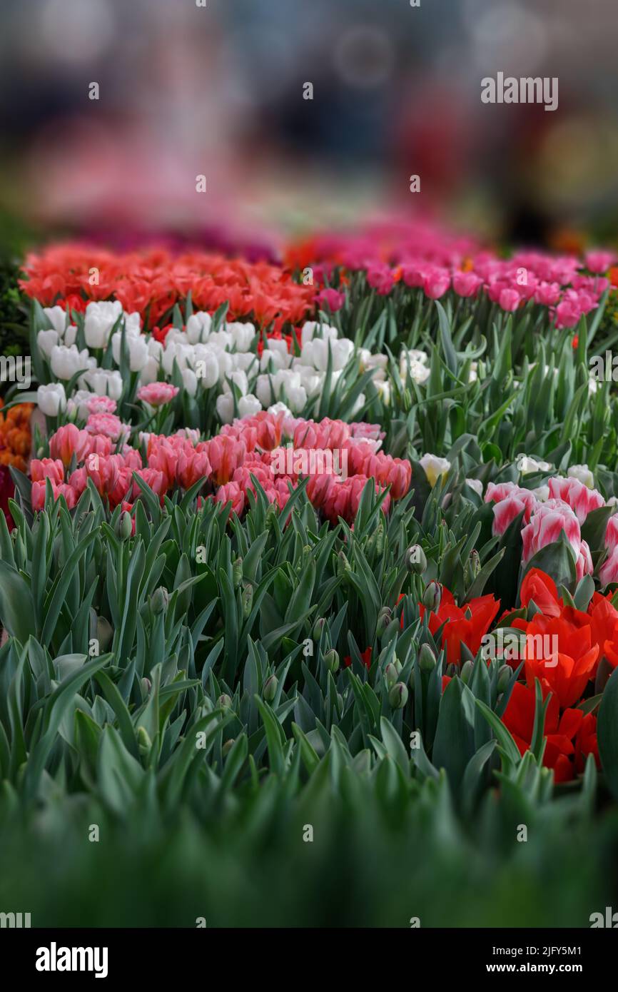 Rote und weiße Tulpen in sanftem Licht auf einem unscharfen Hintergrund mit Platz für Text. Tulpenhohlands blüht im Frühjahr im Gewächshaus. Blumenbanner für f Stockfoto