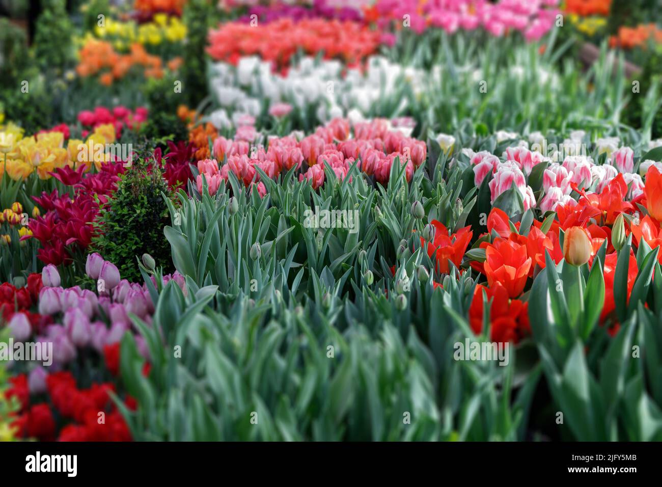 Rote und weiße Tulpen in sanftem Licht auf einem unscharfen Hintergrund mit Platz für Text. Tulpenhohlands blüht im Frühjahr im Gewächshaus. Blumenbanner für f Stockfoto