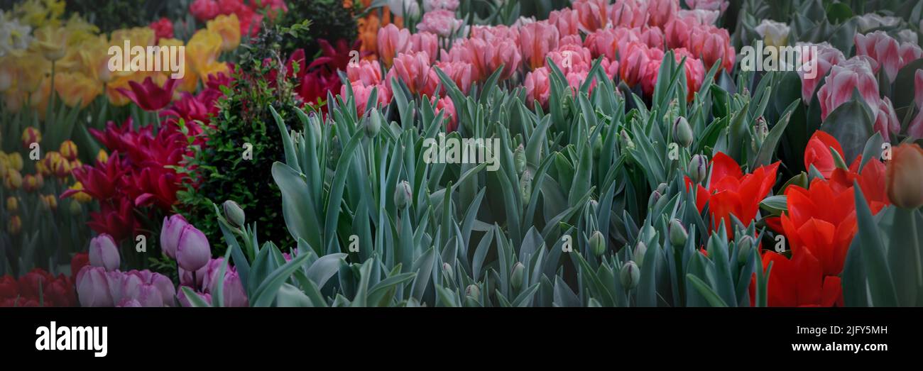 Rote und weiße Tulpen in sanftem Licht auf einem unscharfen Hintergrund mit Platz für Text. Tulpenhohlands blüht im Frühjahr im Gewächshaus. Blumenbanner für f Stockfoto