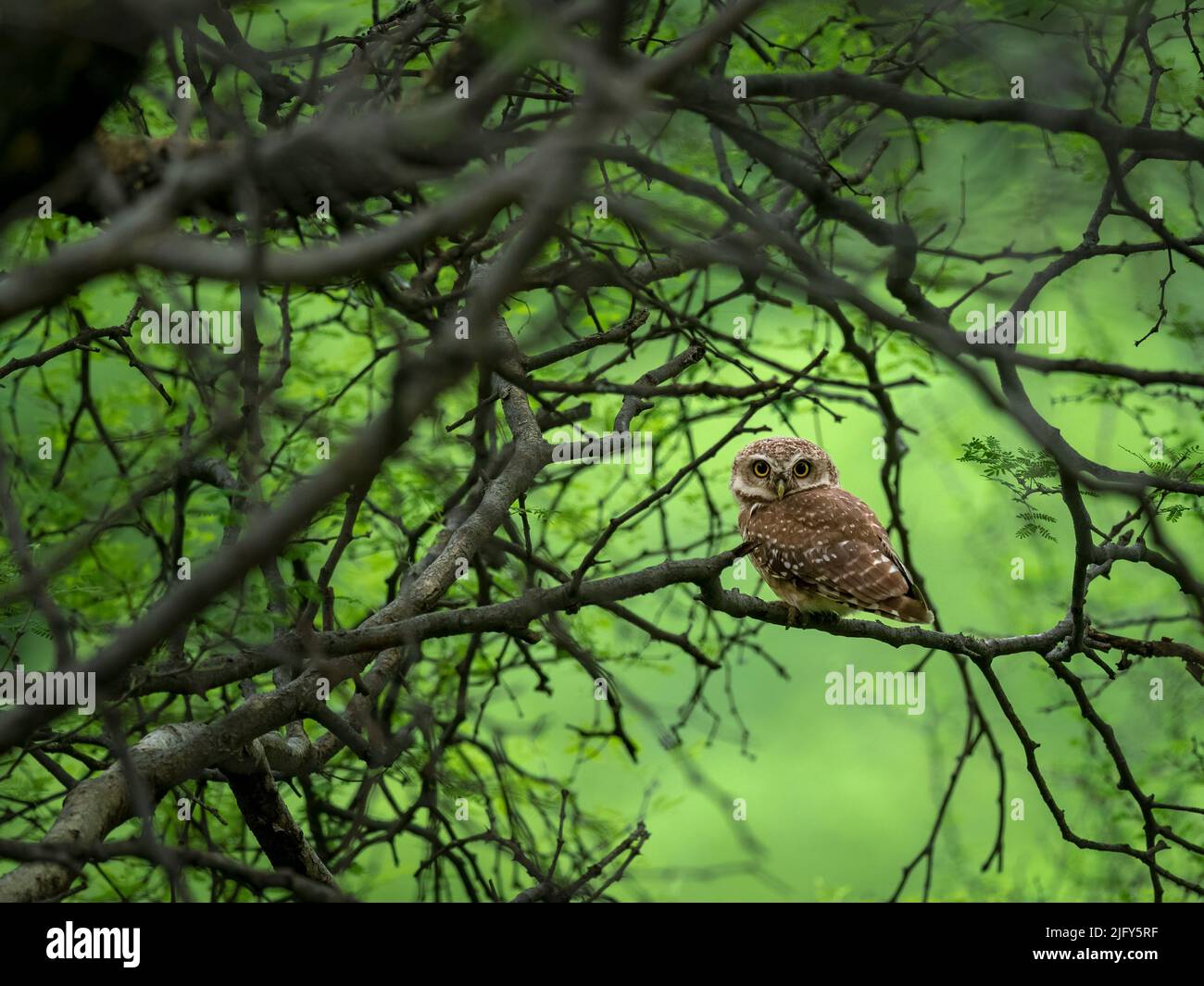 Gefleckte Ehlin thronte während der Monsunmonate auf einem Akazienzweig im Jhalana Leopardenreservat, Jaipur Stockfoto