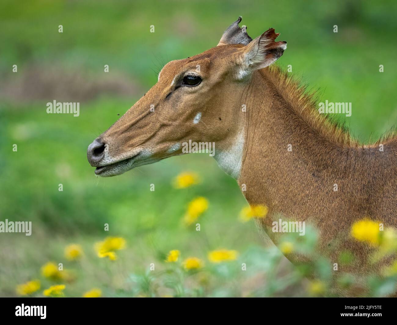 Nahaufnahme eines weiblichen Nilgai, der sich zwischen Blumen ernährt Stockfoto