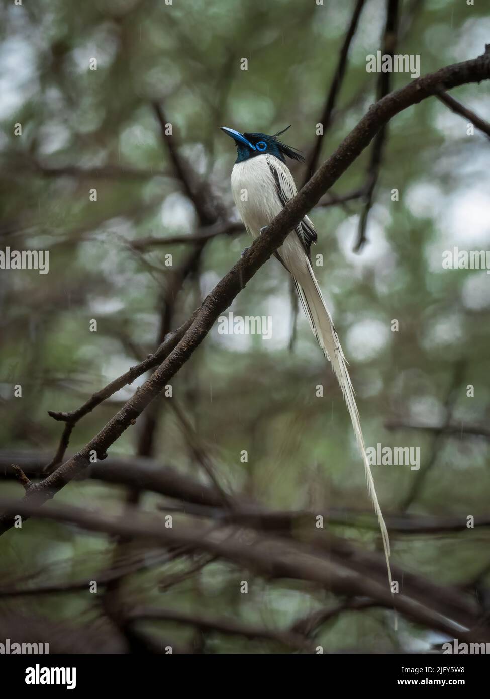Nahaufnahme eines indischen Paradies-Fliegenfängers Stockfoto