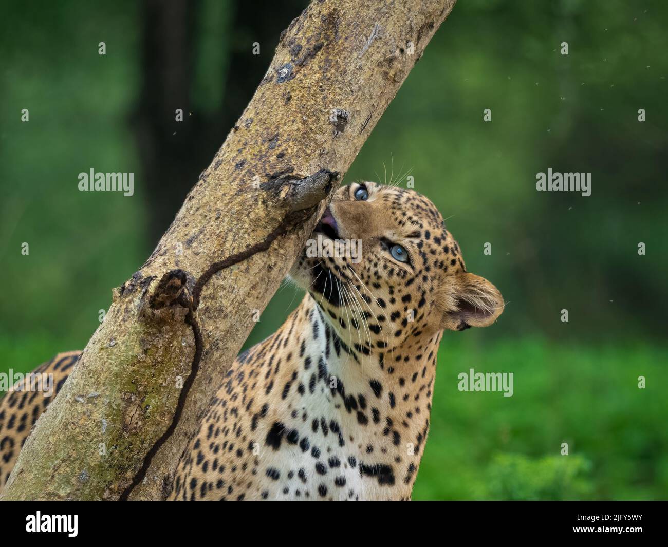Ein männlicher Leopard schnüffelt den Stamm eines Akazienbaums im Jhalana Leopardenreservat, Jaipur Stockfoto