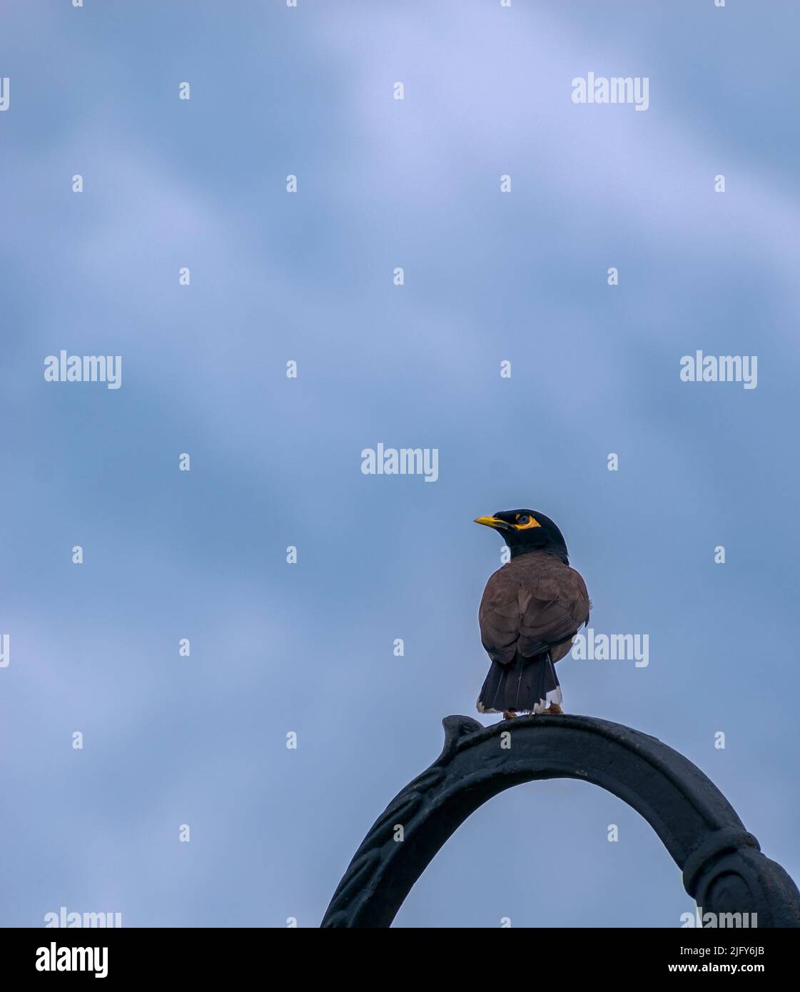 Myna Vogel sitzt auf schwarzer kreisförmiger Architektur mit blauem Himmel im Hintergrund. Selektiver Fokus auf Vogel. Stockfoto