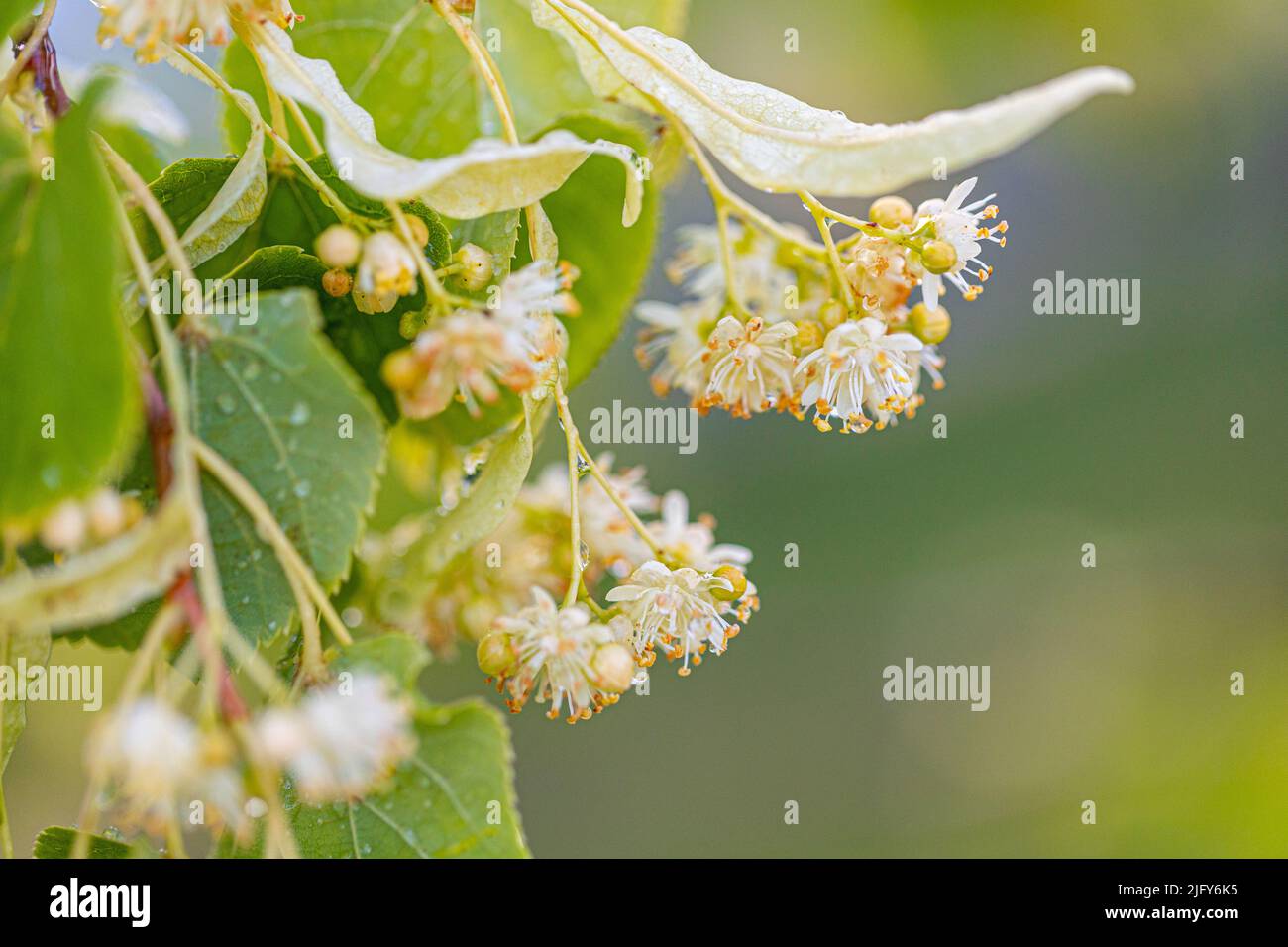 Lindengelbe Blüte des Tilia-Cordata-Baumes (kleinblättrige Linde, kleine Blattlindenblüten oder kleinblättrige Lindenblüte), Banner aus nächster Nähe. Botanik blo Stockfoto