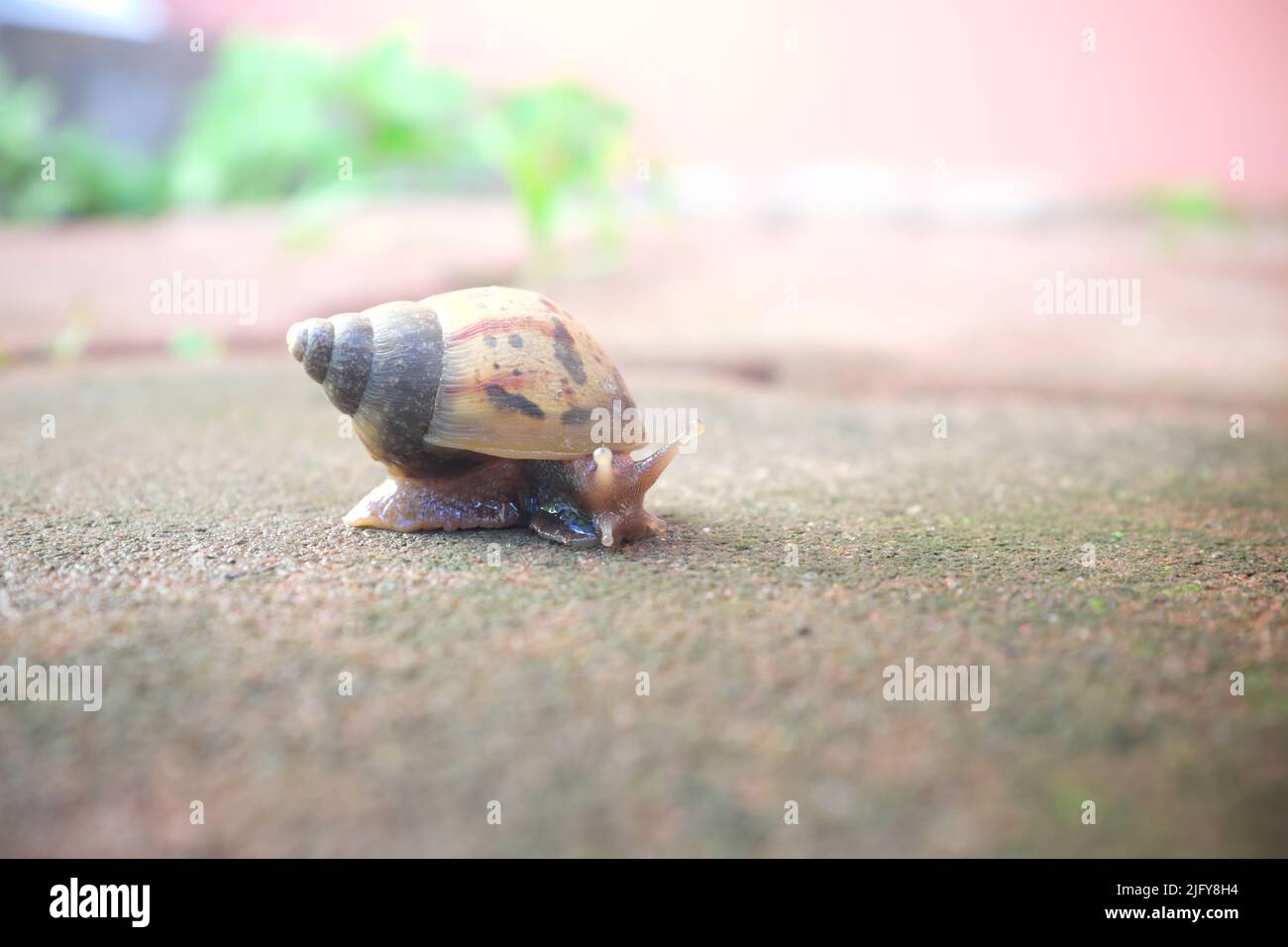 Selektiver Fokus einer Schnecke auf einem Felsen. Stockfoto